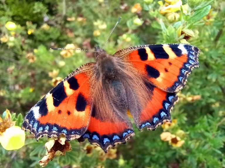Tortoise shell butterfly in the Lake District